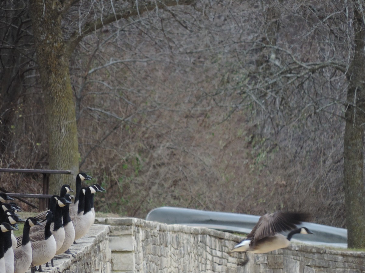 Branta kanadar handia - ML649620649