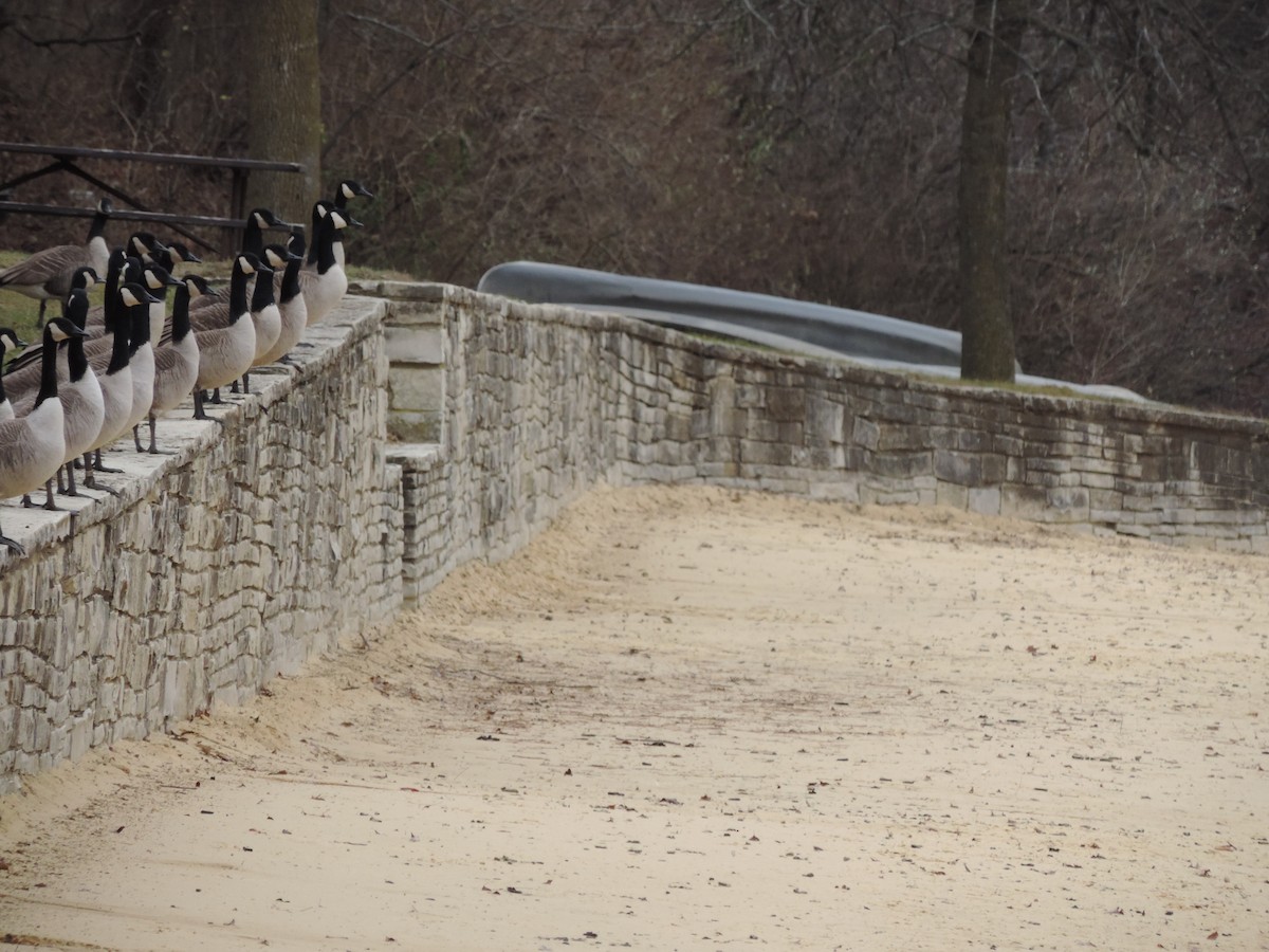 Branta kanadar handia - ML649620650