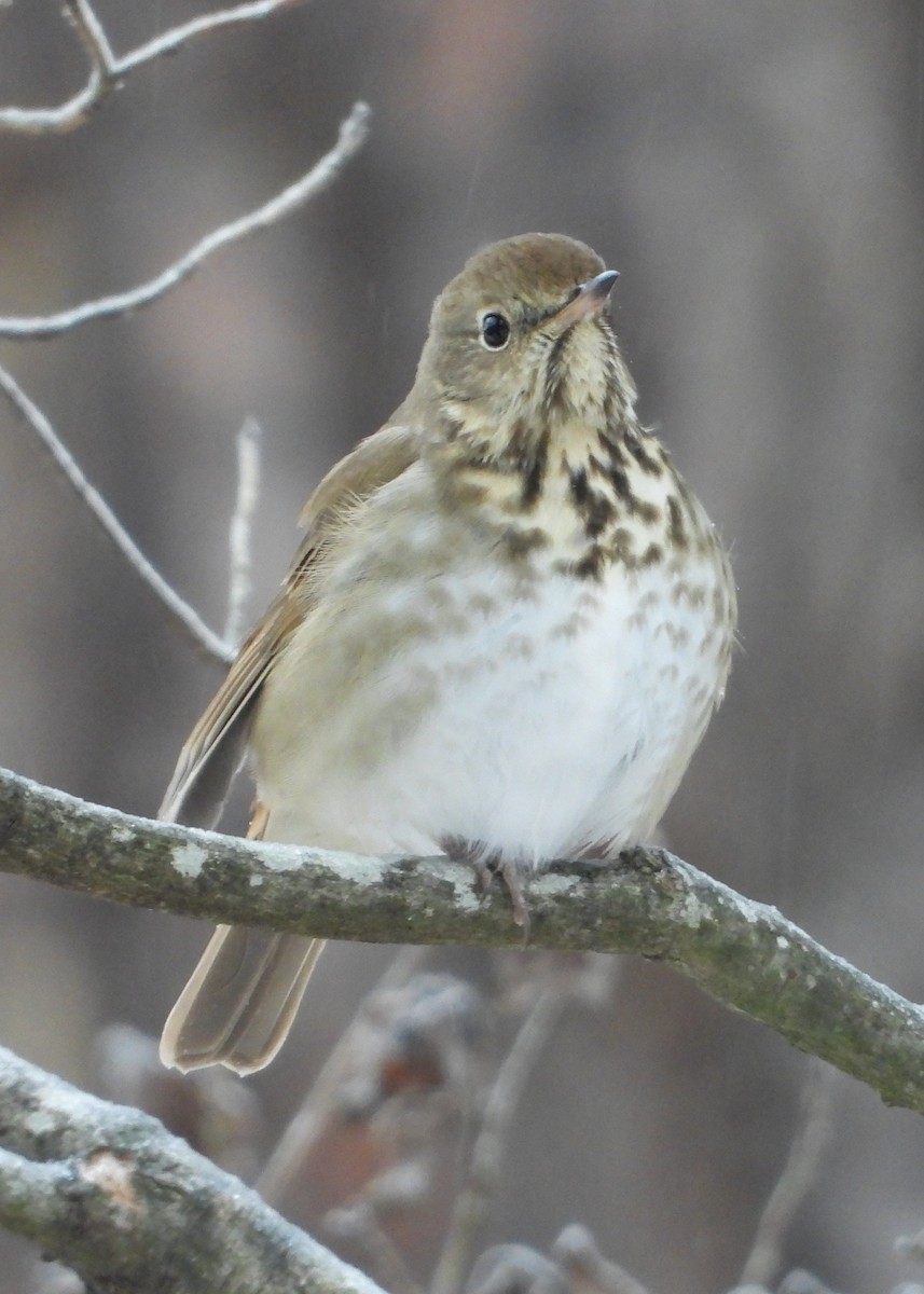 Hermit Thrush - ML649621271