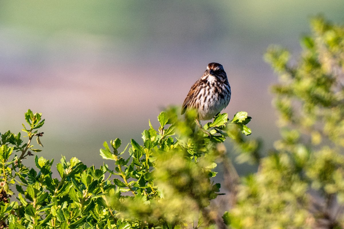 Song Sparrow - ML649622189