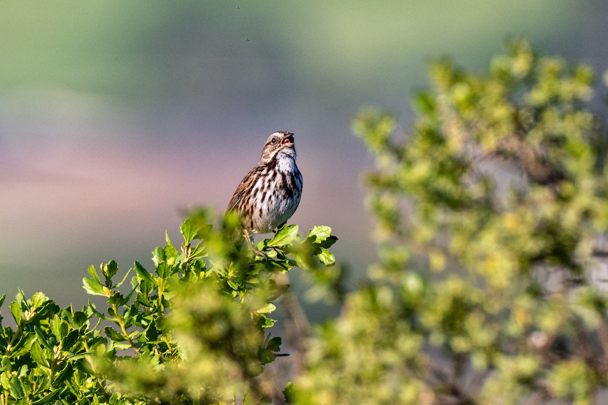 Song Sparrow - ML649622190