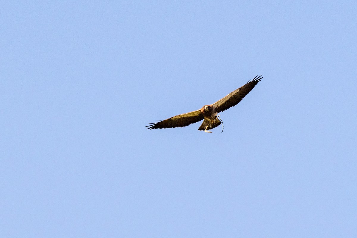 Swainson's Hawk - ML649622295