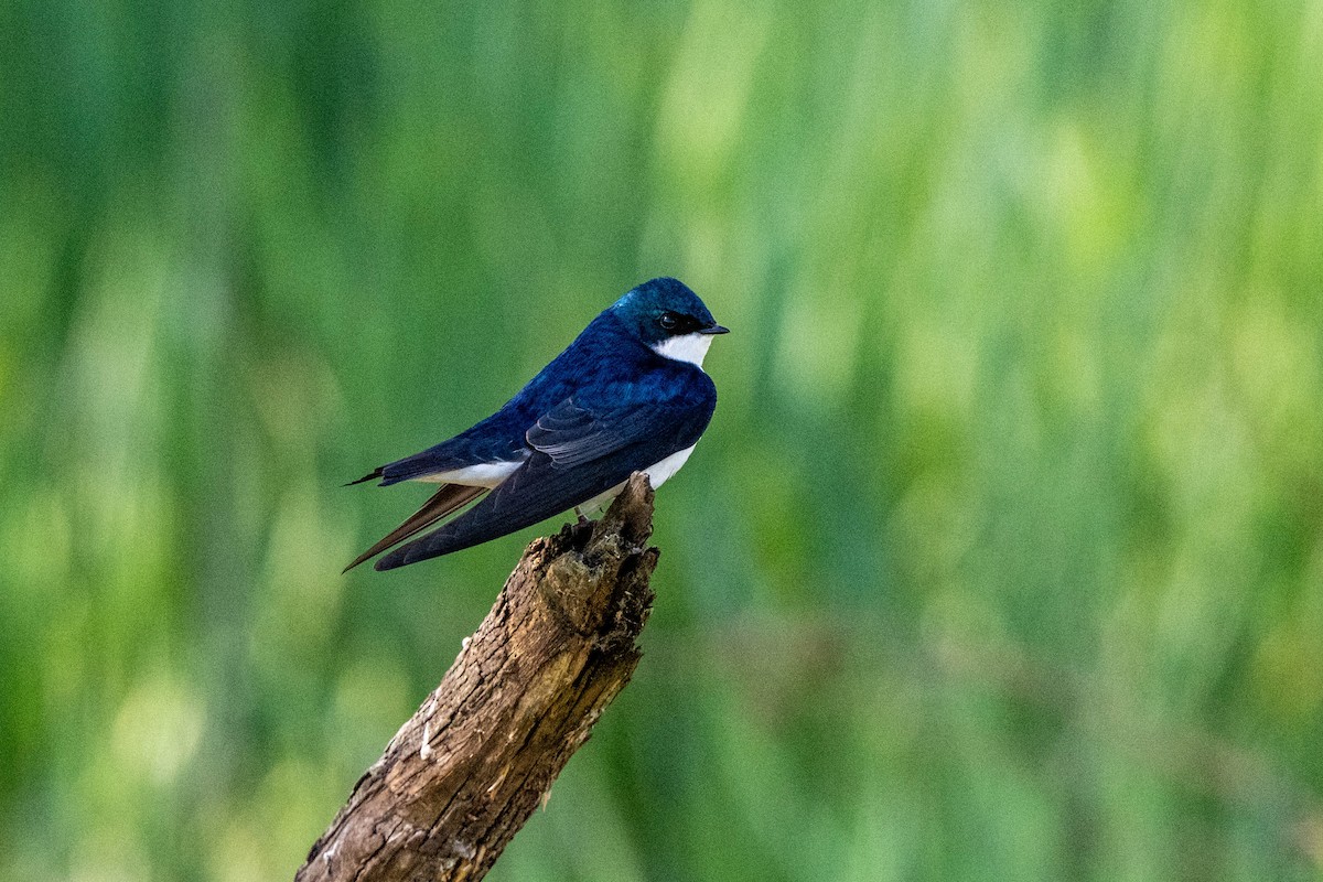 Tree Swallow - ML649622310