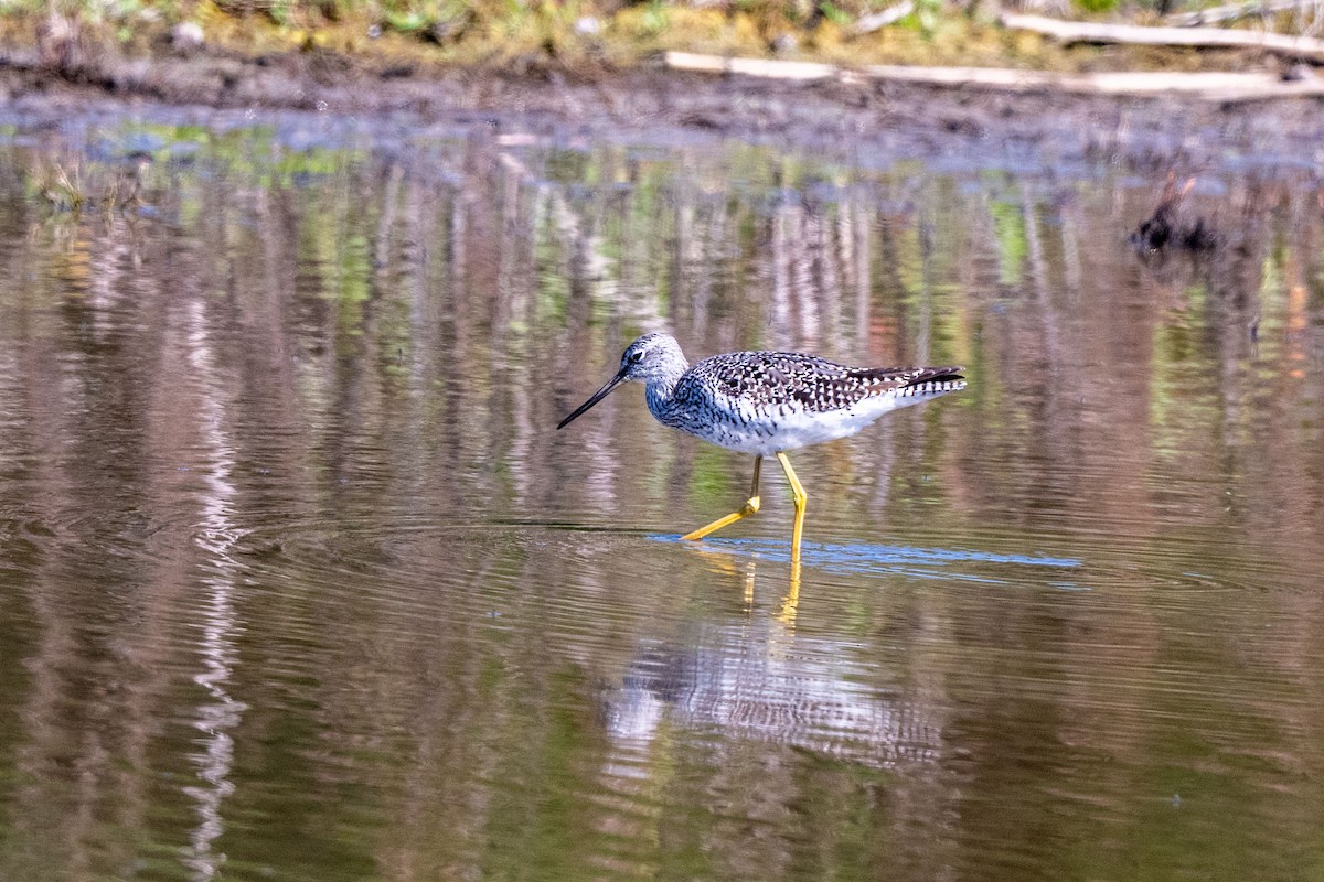 Greater Yellowlegs - ML649622341