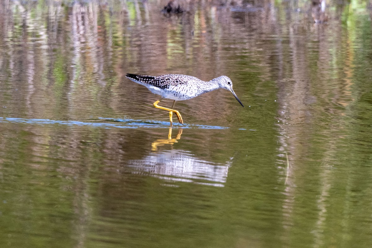 Greater Yellowlegs - ML649622342