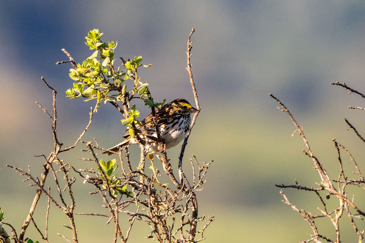 Savannah Sparrow - ML649622444