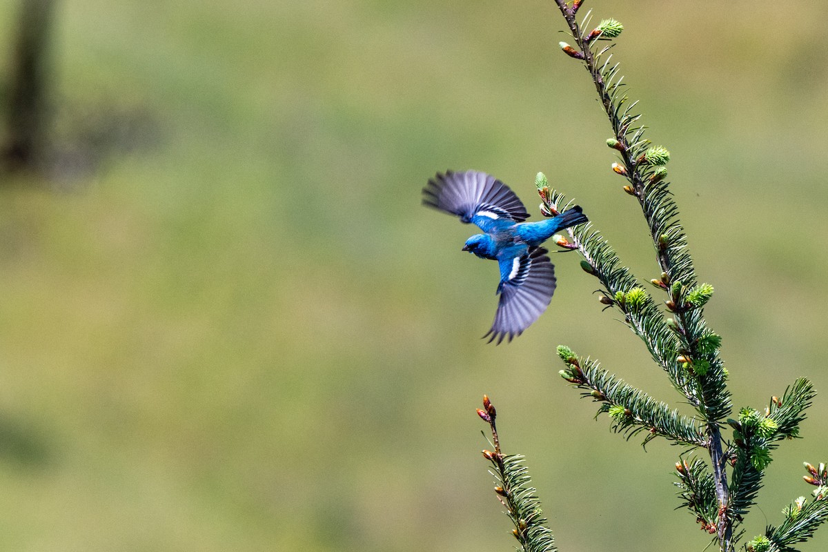 Lazuli Bunting - ML649622826