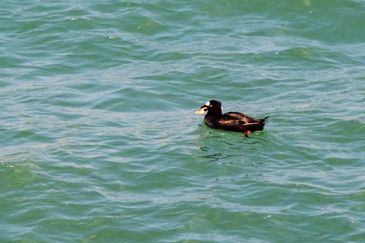 Surf Scoter - ML649622944