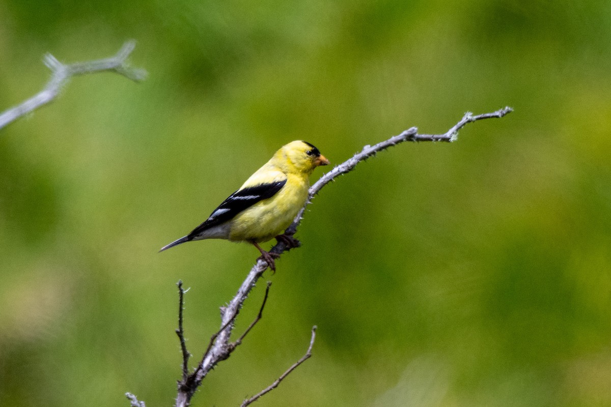 American Goldfinch - ML649622948