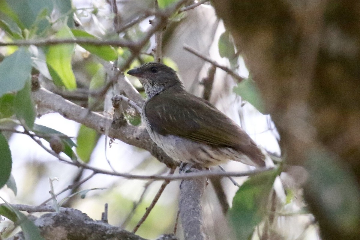 Scaly-throated Honeyguide - ML649624241