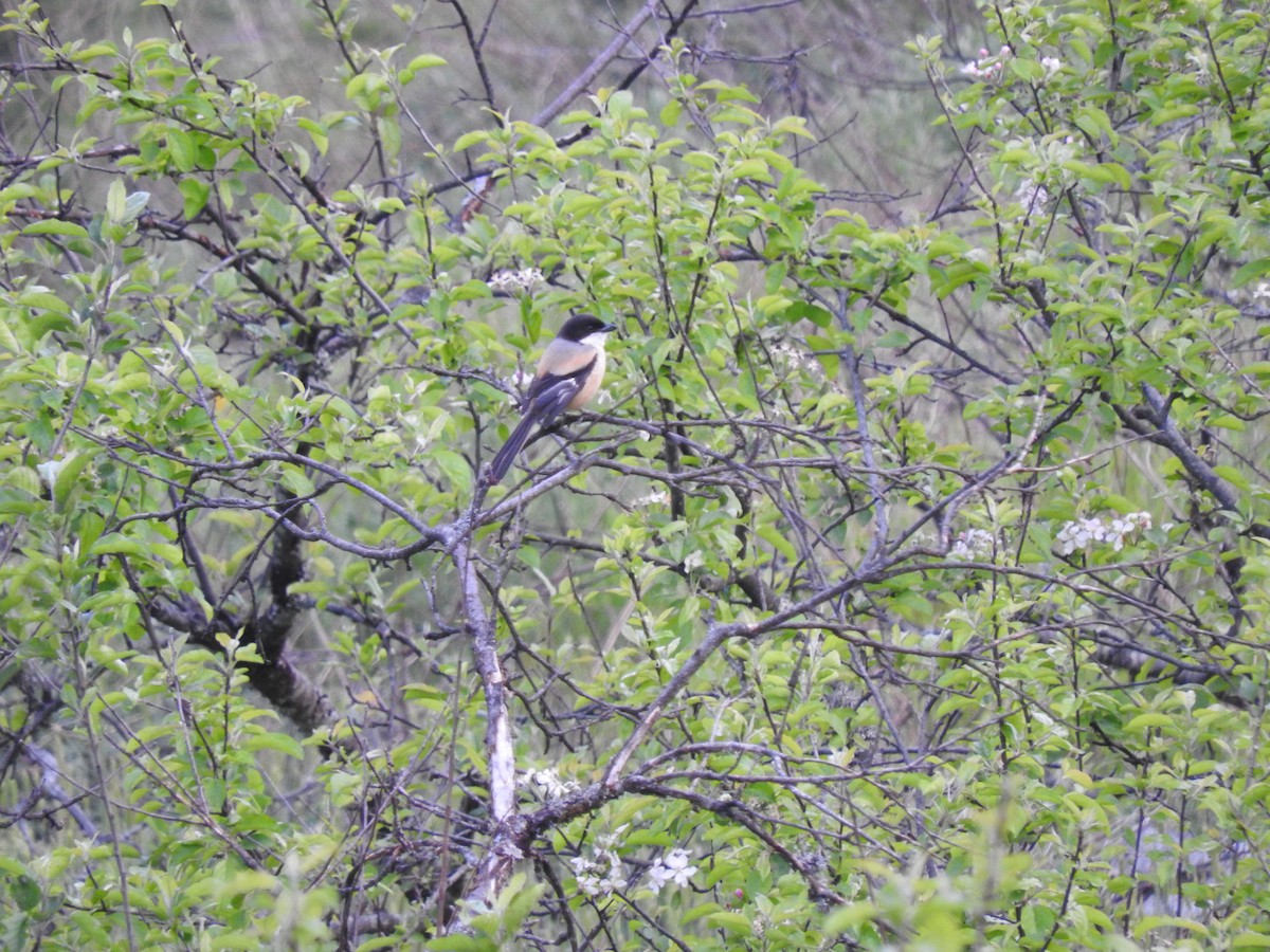 Long-tailed Shrike - ML64962461