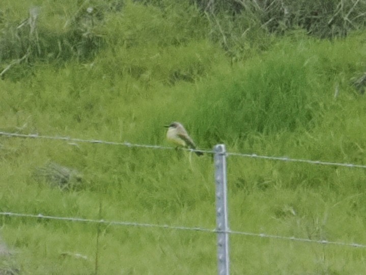 Тиран західний - ML649624644