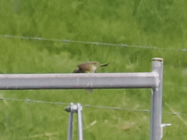 Тиран західний - ML649624657