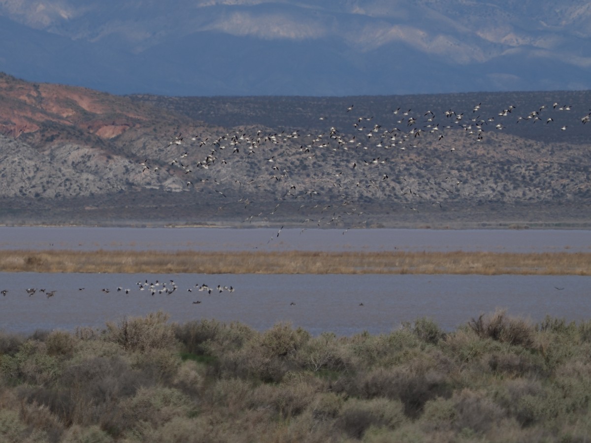 eBird Checklist - 24 Jan 2026 - Piute Ponds (permit required) - 53 ...