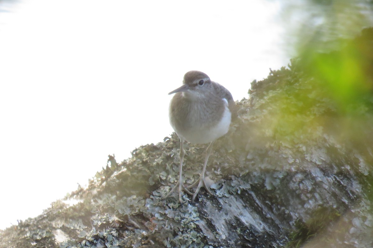 Common Sandpiper - Curtis Mahon