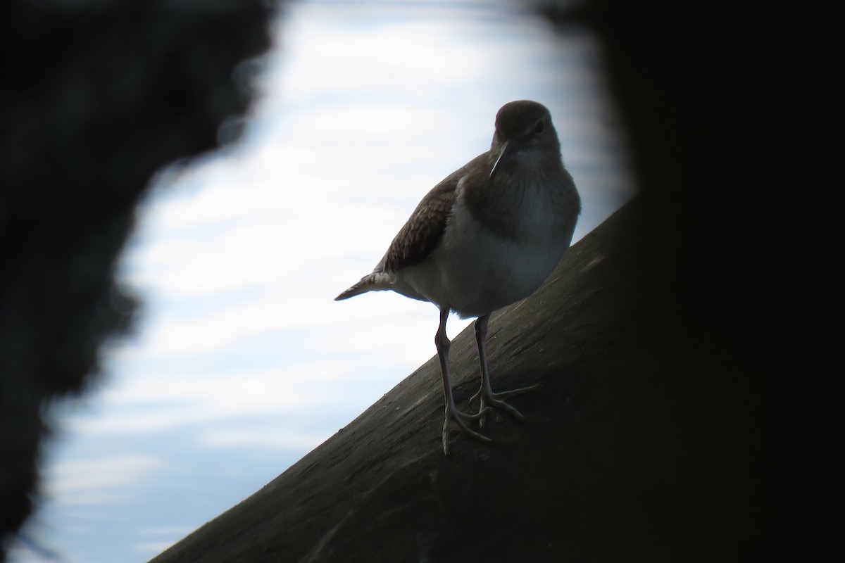 Common Sandpiper - Curtis Mahon