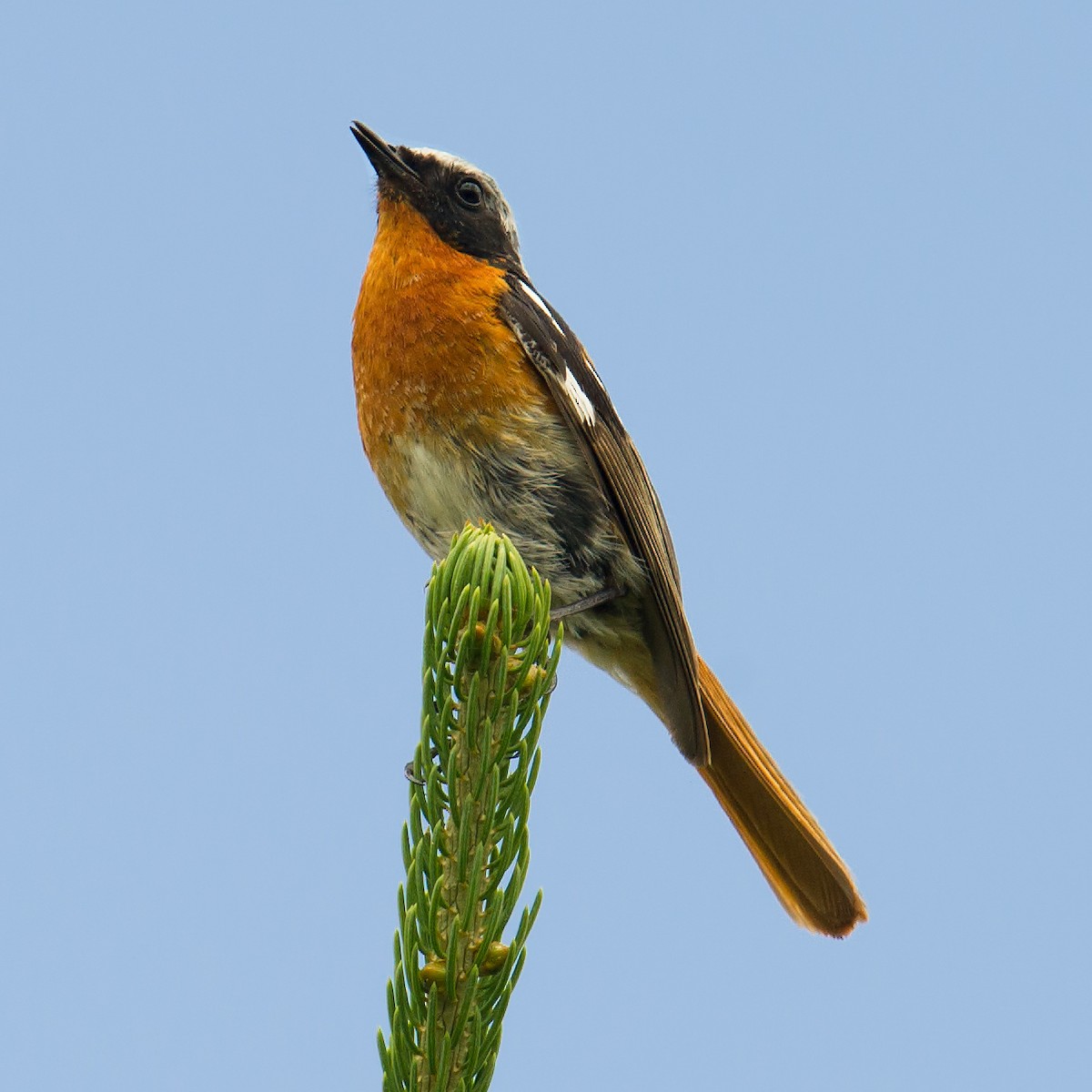 Rufous-backed Redstart - Craig Brelsford