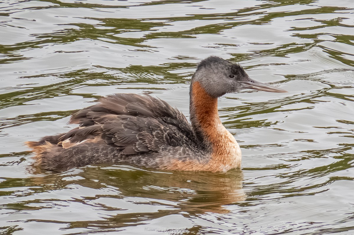 Great Grebe - ML649629976