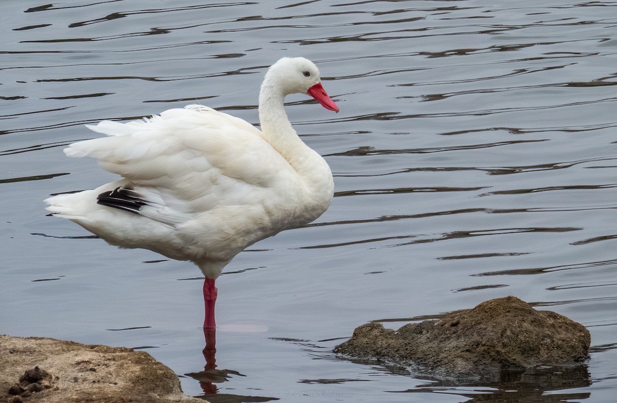 Coscoroba Swan - ML649631505