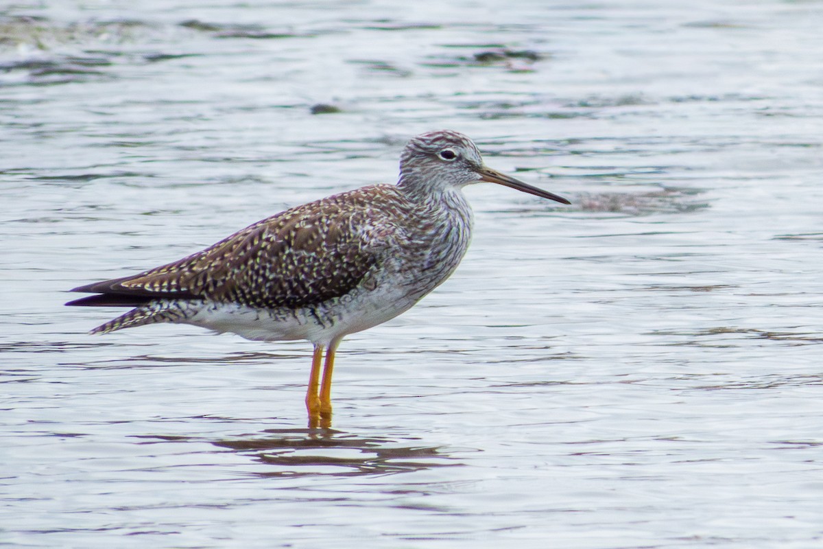 小黃腳鷸 - ML649631526
