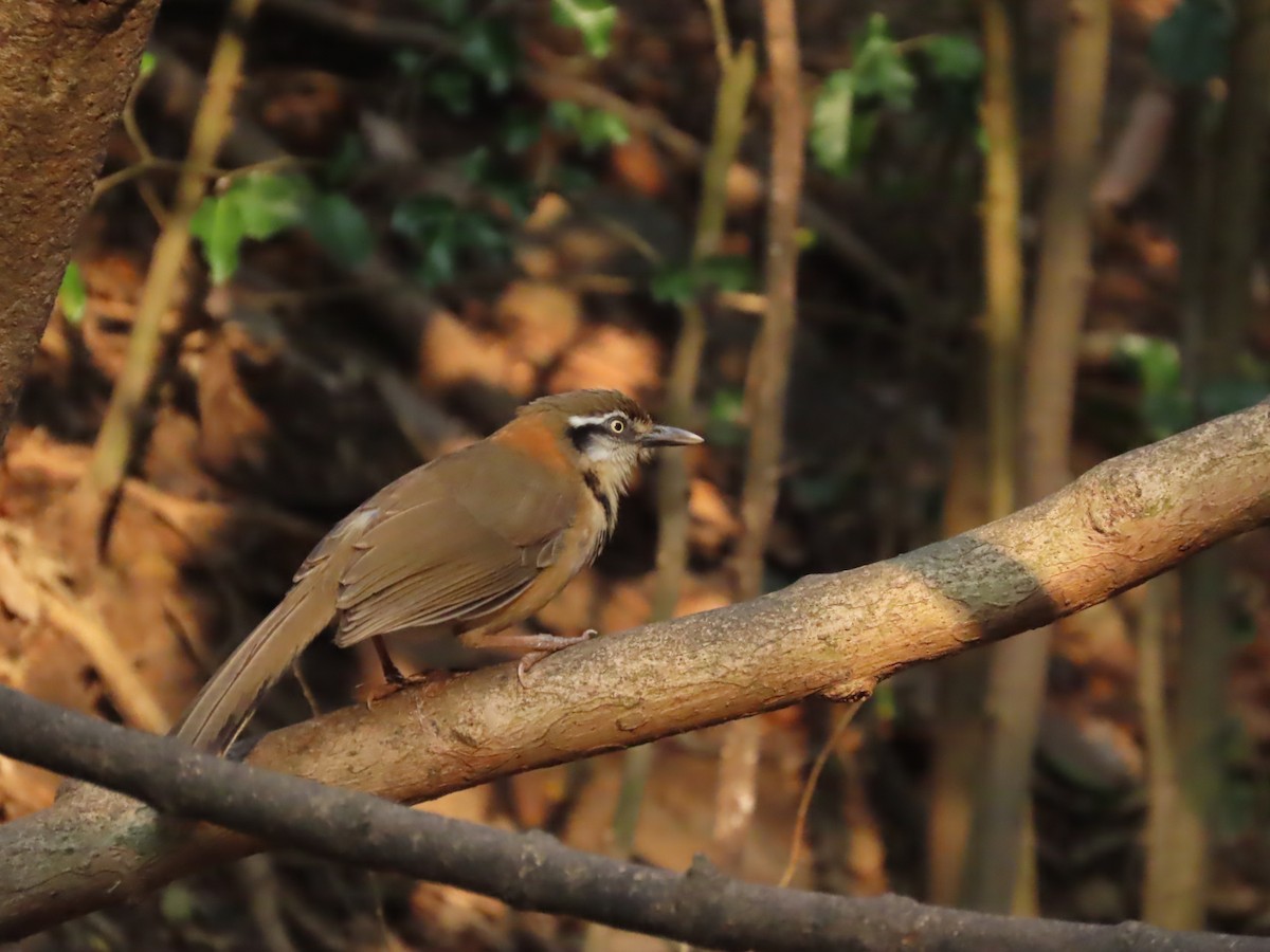 Lesser Necklaced Laughingthrush - ML649632725