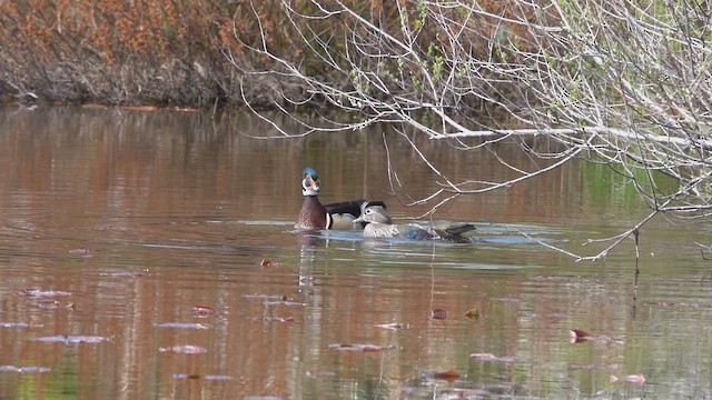 アメリカオシ - ML649634160