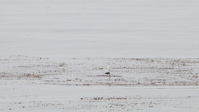 Большая белая цапля - ML649634204