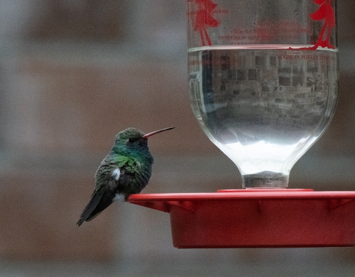 eBird Checklist - 25 Jan 2026 - Bay Pointe neighborhood (Broad-Billed ...