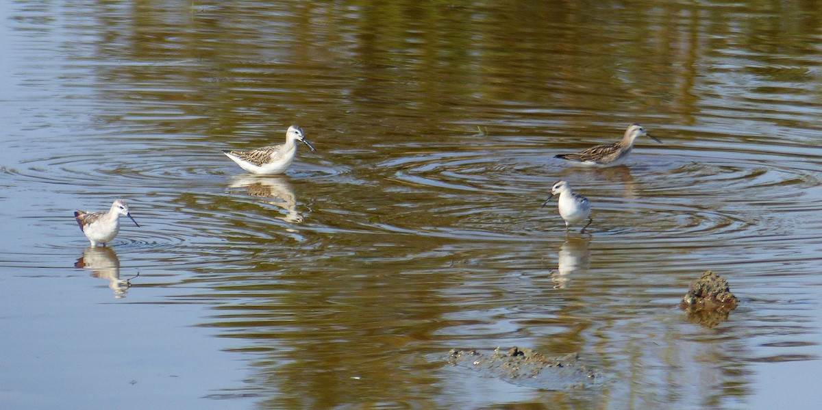 Wilson's Phalarope - Rob Fowler