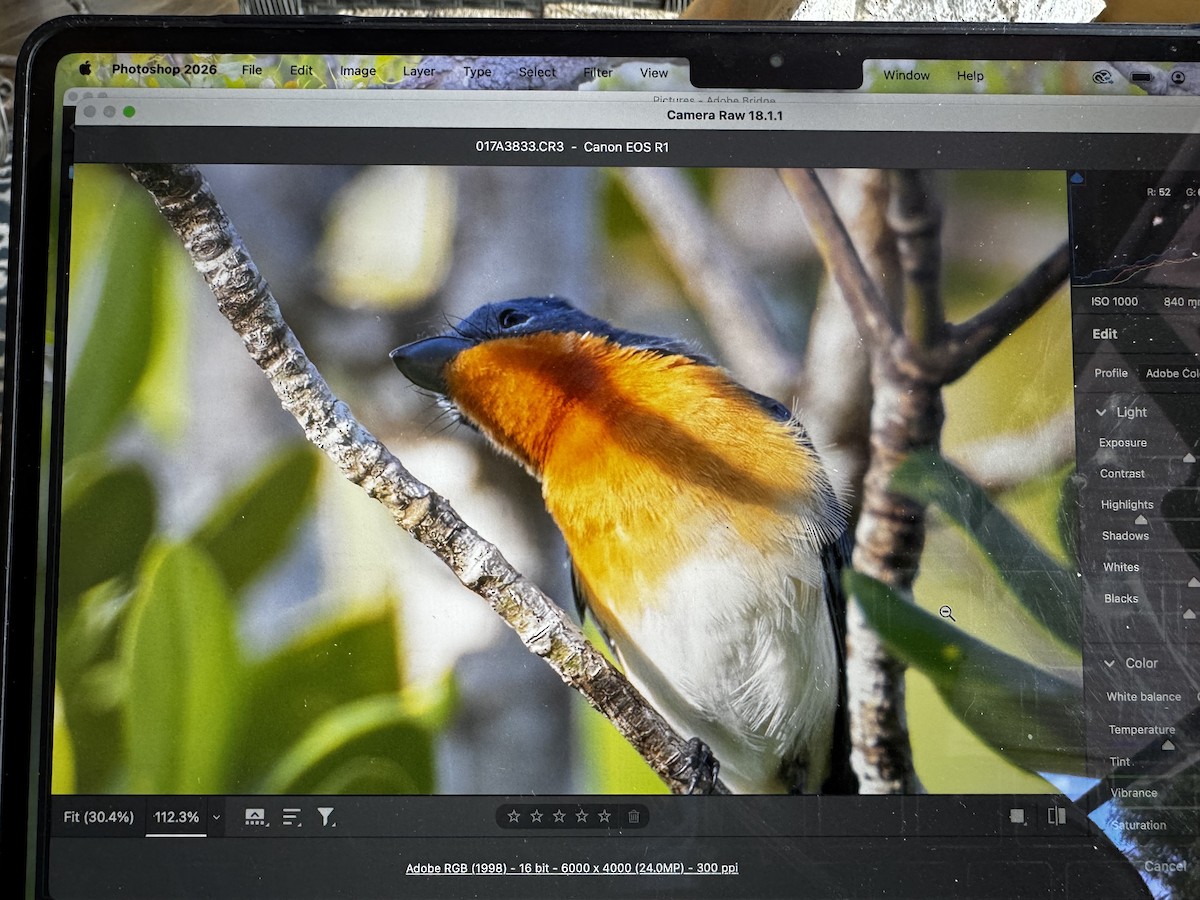 ヒロハシヒラハシ - ML649639640