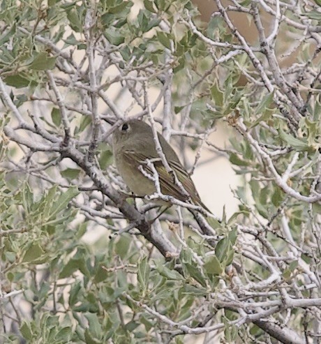 Ruby-crowned Kinglet - ML649640868