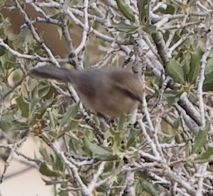 Bushtit - ML649640879