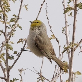 Verdin - ML649640889