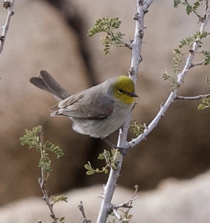 Verdin - ML649640891