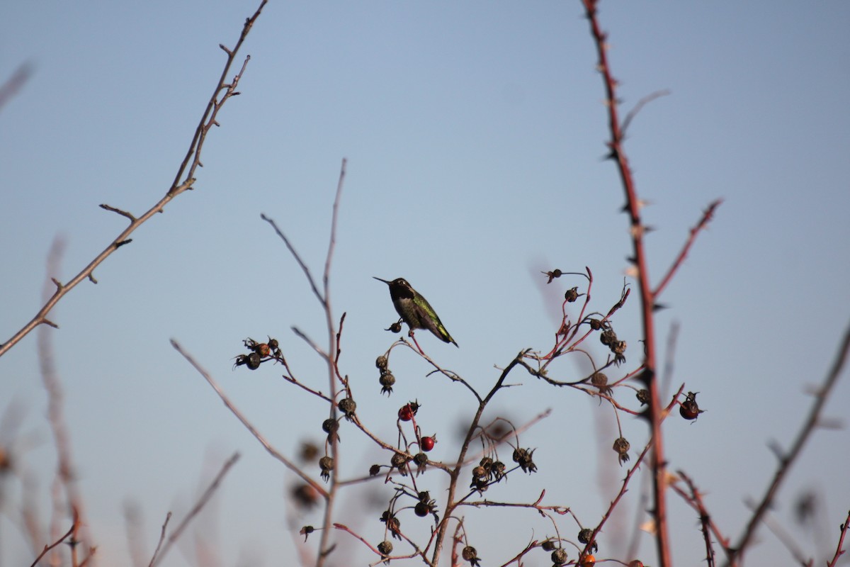 Anna's Hummingbird - ML649642938