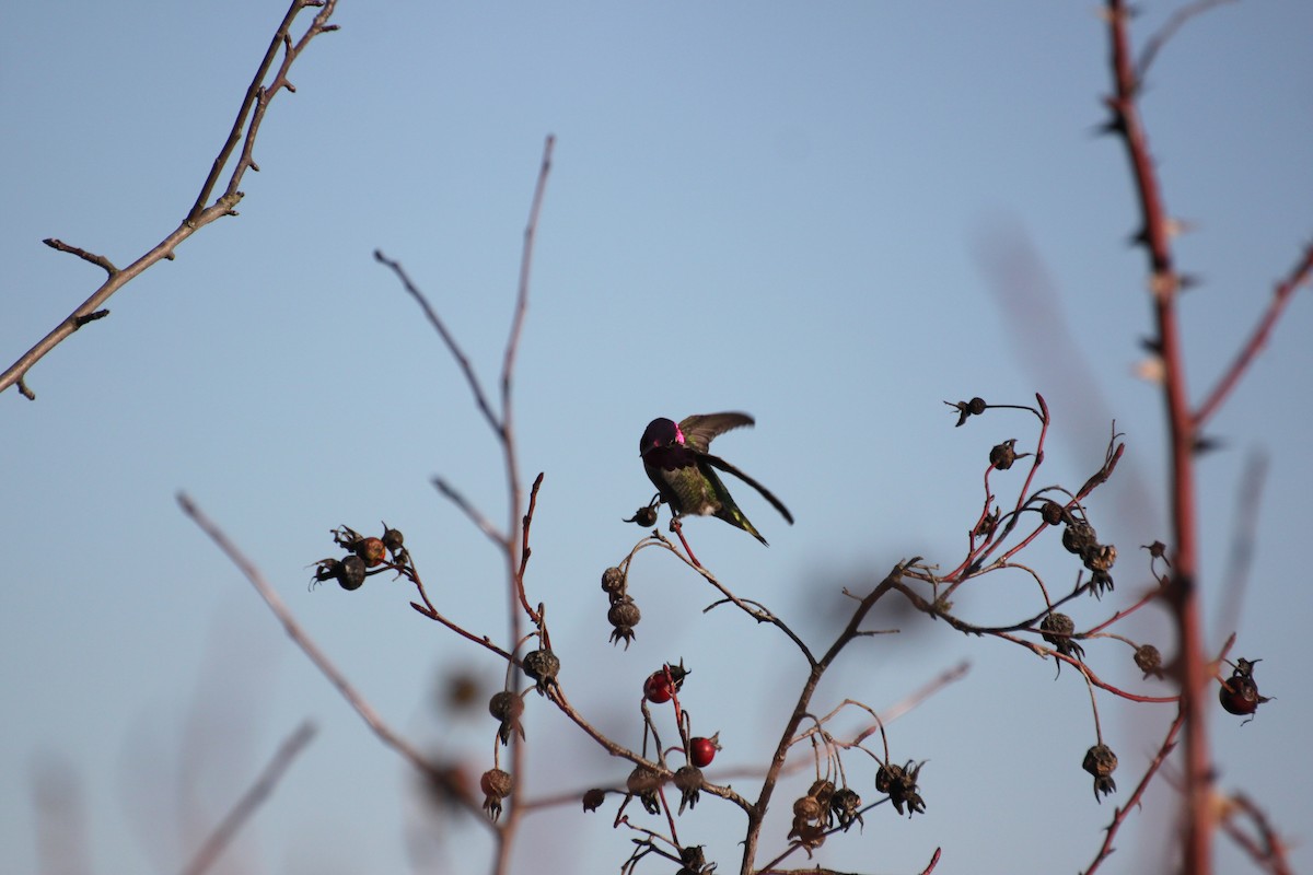 Anna's Hummingbird - ML649642940