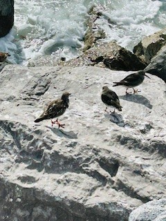 Purple Sandpiper - ML649643197