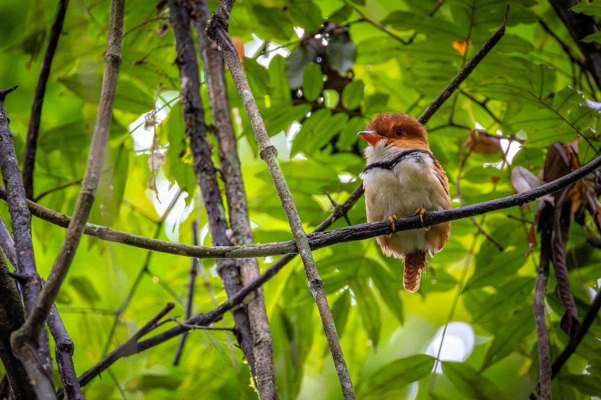 Collared Puffbird - ML649644904
