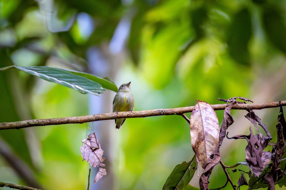 Манакін-стрибун карликовий - ML649645493
