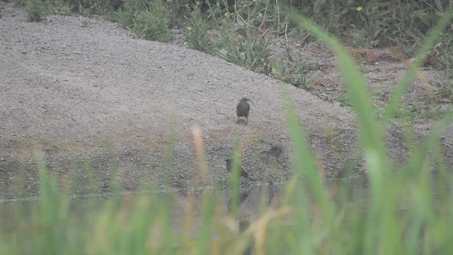 European Starling - ML649645587