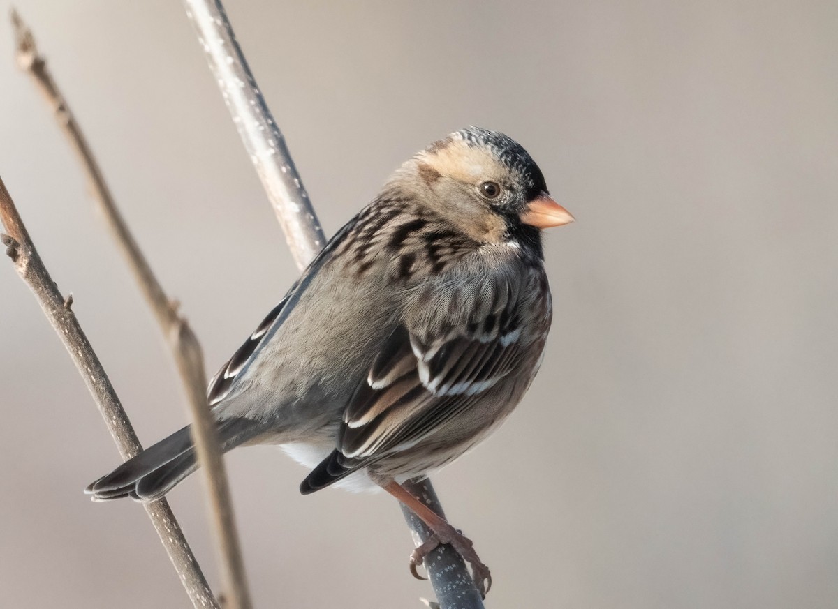 Bruant à face noire - ML649645807