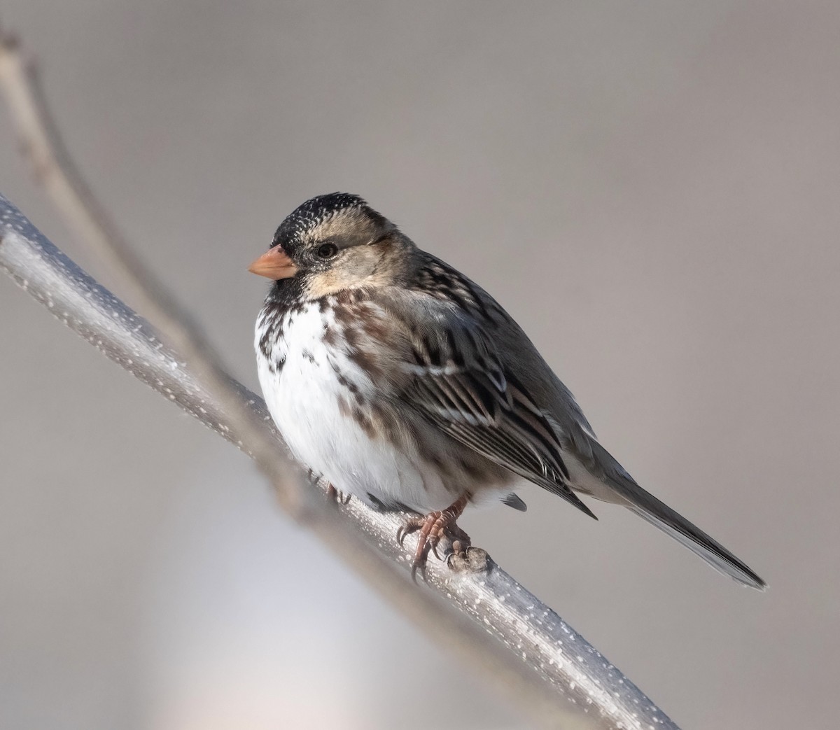 Bruant à face noire - ML649645808