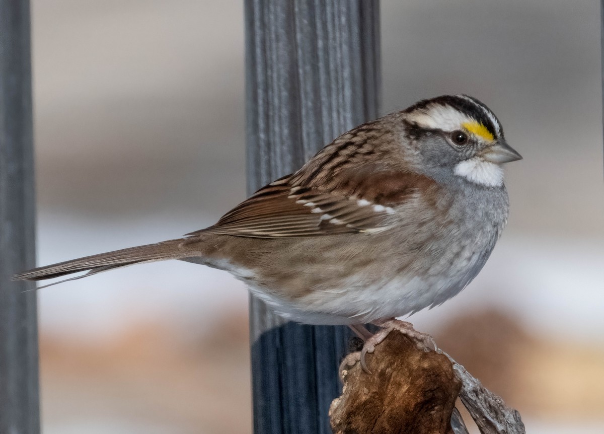 Bruant à gorge blanche - ML649645830
