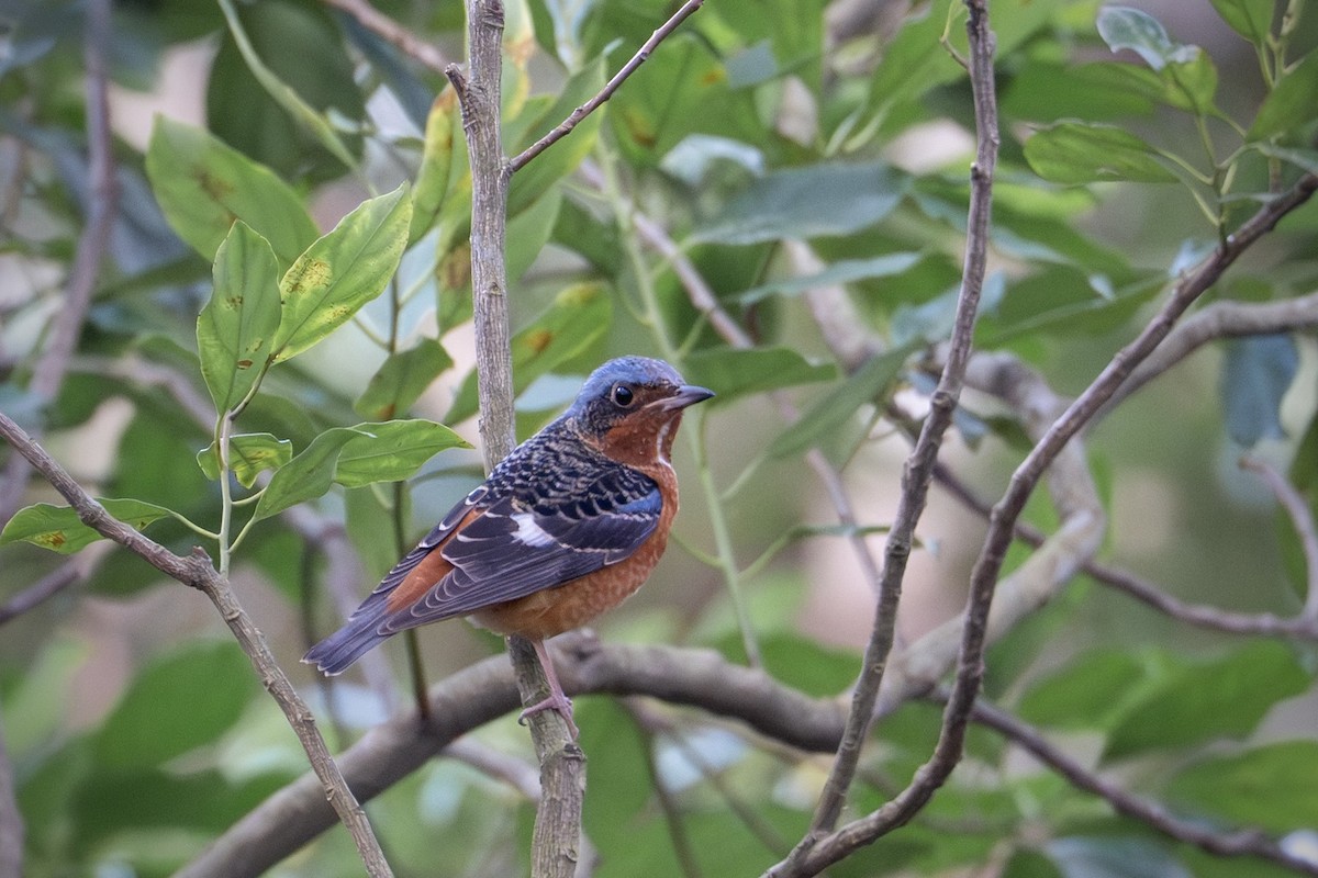 White-throated Rock-Thrush - ML649646232