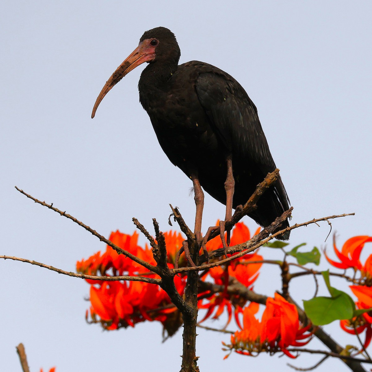 Bare-faced Ibis - ML649647579