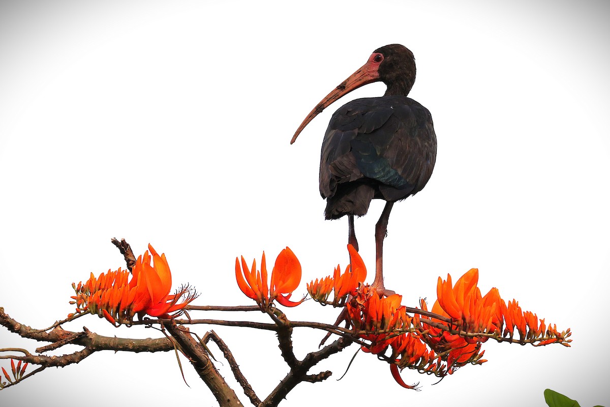 Bare-faced Ibis - ML649647580