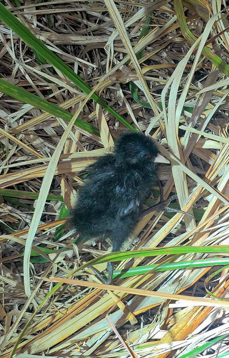 Gray-breasted Crake - ML649647674