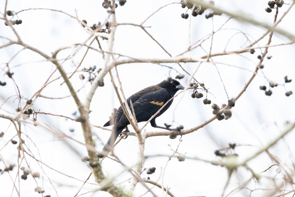 שחרורית אדומת-כנף - ML649647749