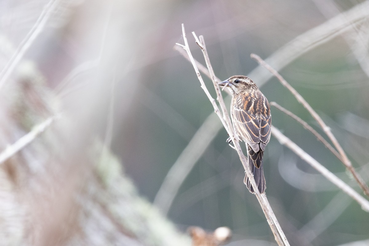 שחרורית אדומת-כנף - ML649647752