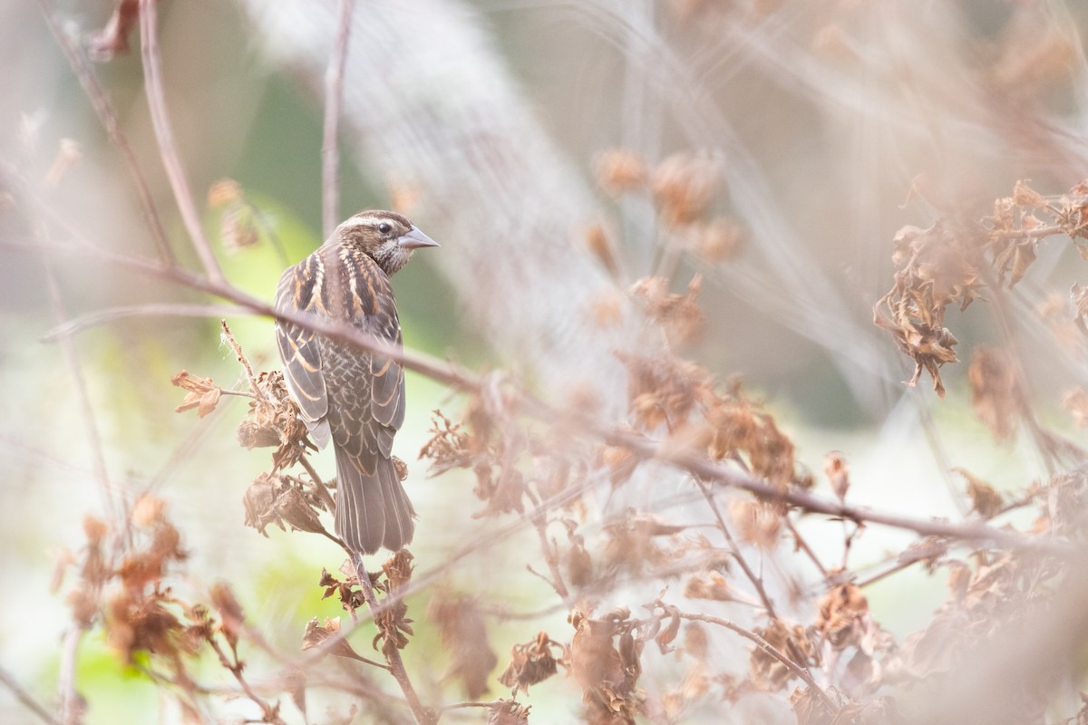 שחרורית אדומת-כנף - ML649647754